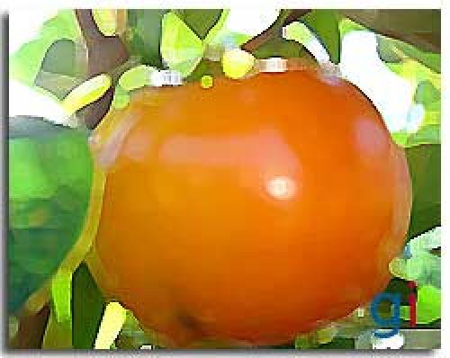 Хурма гликемический индекс. Гликемический индекс хурмы.