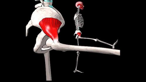 Упражнения на бедра в зале. Секрет упругих ягодиц: никаких чудес – чистая физиология