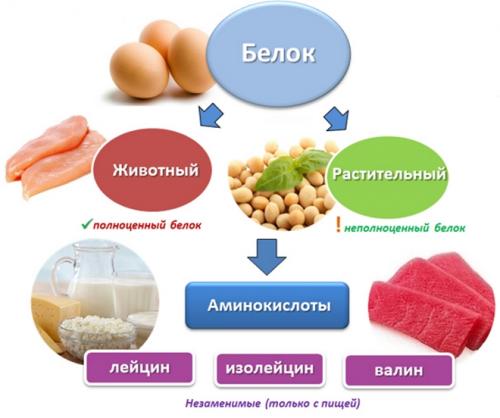 Продукты богатые белком и клетчаткой. Немного о белках