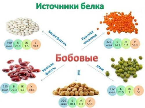 Белок продукты. Какие продукты содержат белок в большом количестве