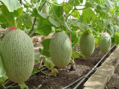 Сколько в дыне калия. Дыня – польза и вред, калорийность 02 Сколько в дыне калия. Дыня – польза и вред, калорийность 02