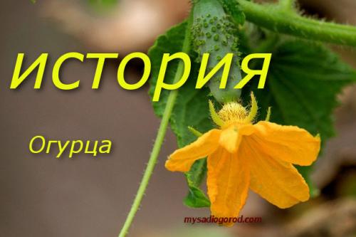 Огурец — история происхождения