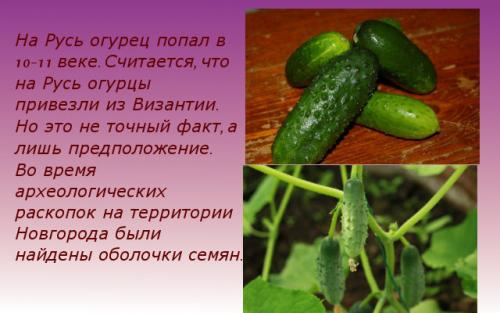Огурец — история происхождения