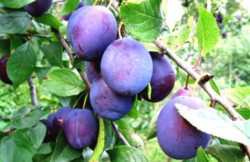 Польза сливы для женщин. Польза и вред сливы для организма мужчины и женщины