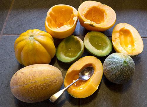 Дыня польза. Чем полезна дыня для организма человека?