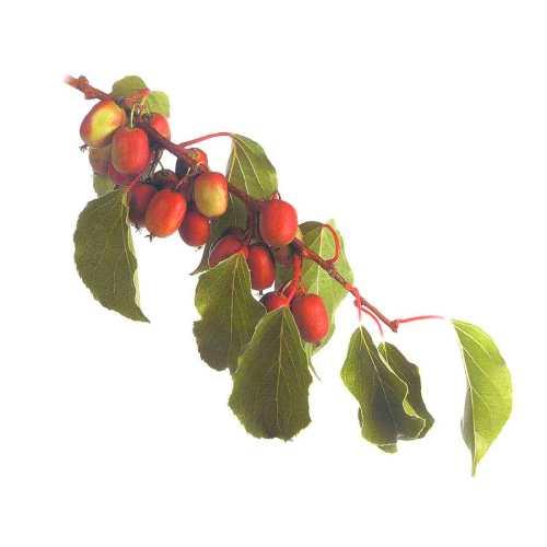 Сколько калорий в дыне 100 грамм. Царица дыня 06