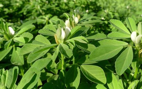 Пажитник, как употреблять для похудения. Пажитник — применение для похудения 03