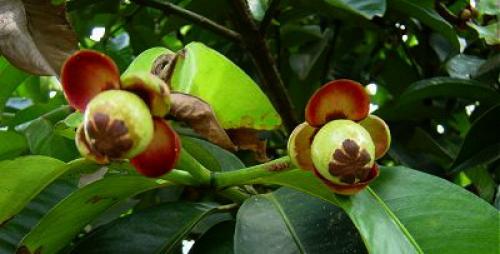 Мангустин для похудения состав. Сироп мангустина для похудения состав