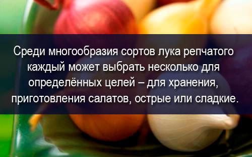 Лук углеводы. Лук репчатый