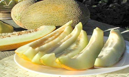 Дыня торпеда ккал. Польза