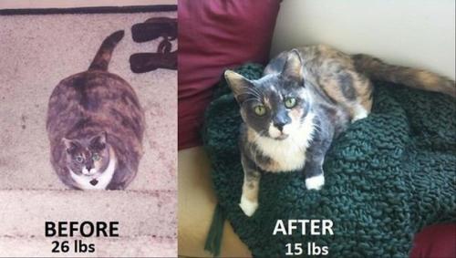 Примеры похудевших женщин. Мощнейший мотиватор для худеющих: 20 ярких примеров до и после похудения.