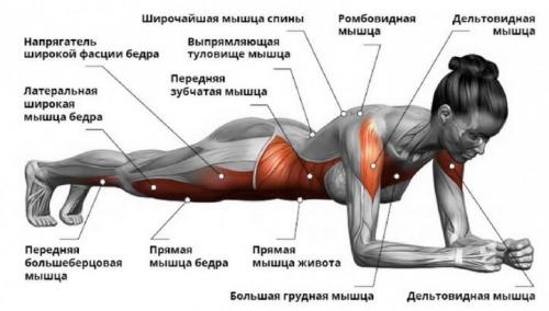 Планка каждый день программа. Планка для новичков: техника выполнения и программа тренировок