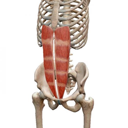 Брюшные мышцы упражнения. Биомеханика мышц живота