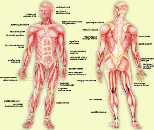 Виды работы мышц. Виды мышечной работы