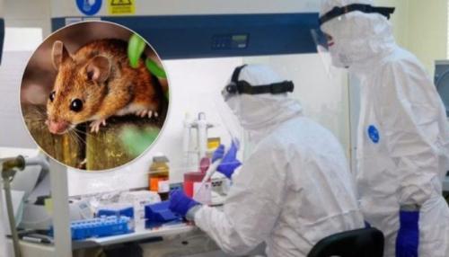 Что известно о новом вирусе. Хантавирус в Китае в 2020 году и что это такое