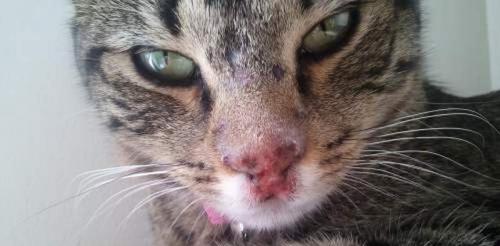 Опасен ли человеческий герпес для кошек. Что такое герпесвирусная инфекция