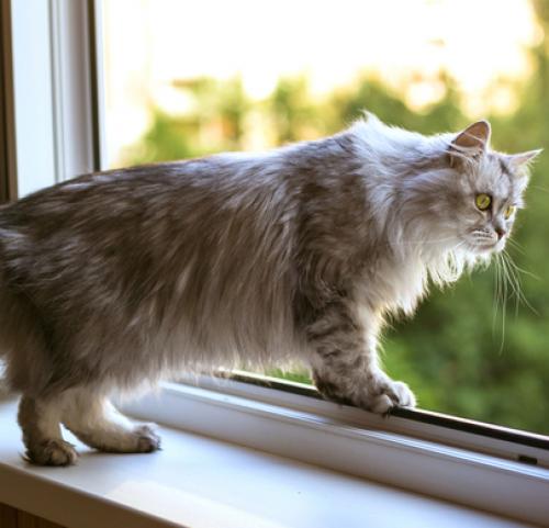 Что нужно знать о коронавирусе и как от него защититься. Страшная семейка 01