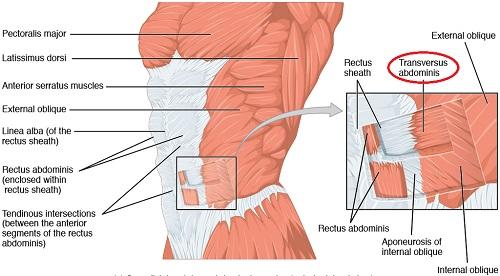 Группа мышц живота. Мышцы, формирующие латеральную стенку живота