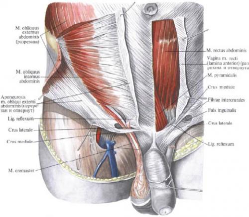 Группа мышц живота. Мышцы, формирующие латеральную стенку живота
