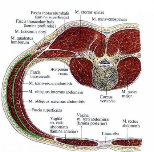 Группа мышц живота. Мышцы, формирующие латеральную стенку живота
