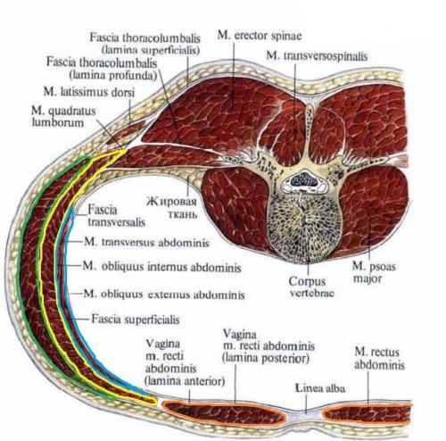 Группа мышц живота. Мышцы, формирующие латеральную стенку живота