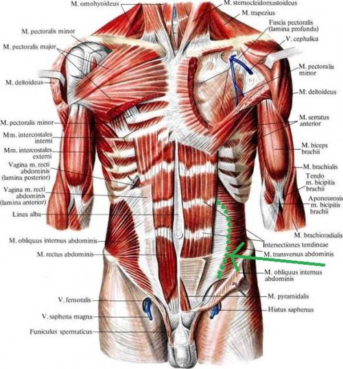 Группа мышц живота. Мышцы, формирующие латеральную стенку живота