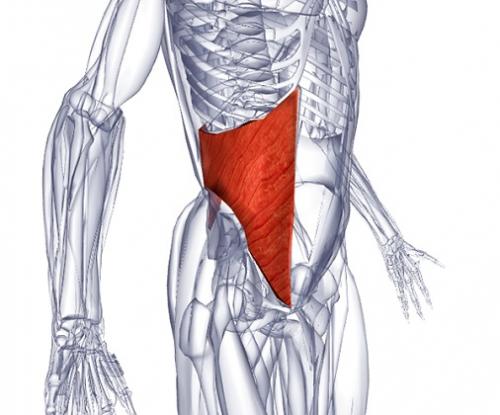 Группа мышц живота. Мышцы, формирующие латеральную стенку живота