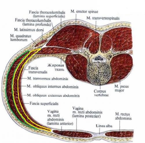 Группа мышц живота. Мышцы, формирующие латеральную стенку живота