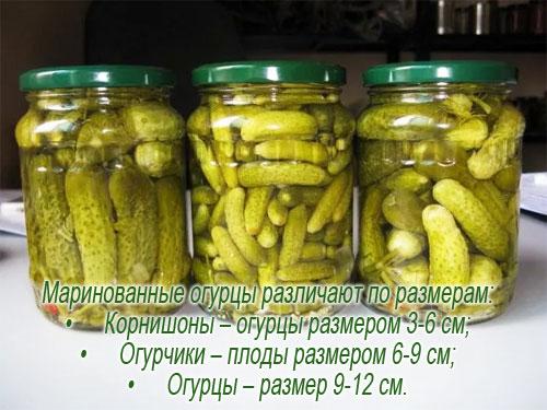 БЖУ огурцы соленые на 100 грамм. Огурец солёный 06