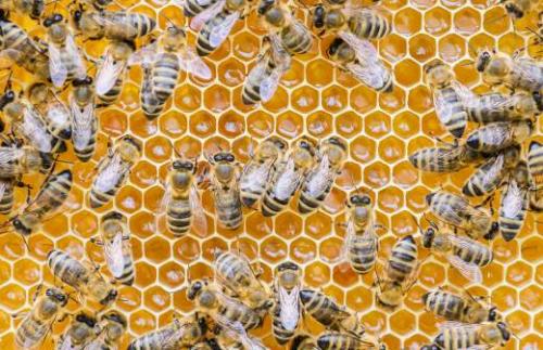 Сахар: как найти золотую середину между пользой и вредом 03 Сахар: как найти золотую середину между пользой и вредом 03