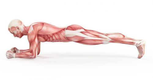 Планка мышцы. Упражнение «планка»