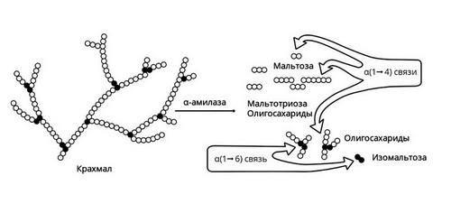 Лучшие препараты для улучшение пищеварения. Ферментная терапия в гастроэнтерологии. Когда? Кому? Что? 01