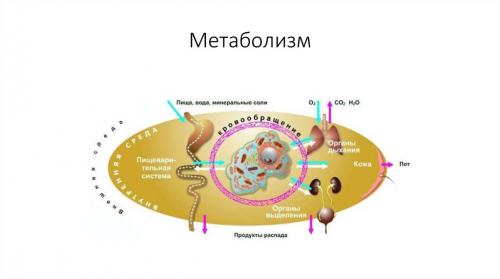 Я ем всё и худею: реально ли это на практике