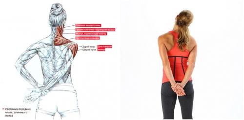 В статье разбираются эффективные Упражнения для растяжки.  Упражнения для растяжки плечевого пояса и рук