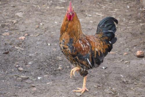 Как правильно выполнять японское упражнение с книгой. Золотой петух