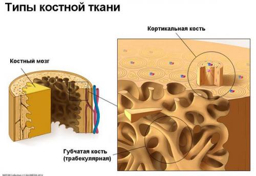 20 продуктов для здоровых костей. ТОП-5 продуктов, которые помогут укрепить кости 01 20 продуктов для здоровых костей. ТОП-5 продуктов, которые помогут укрепить кости 01