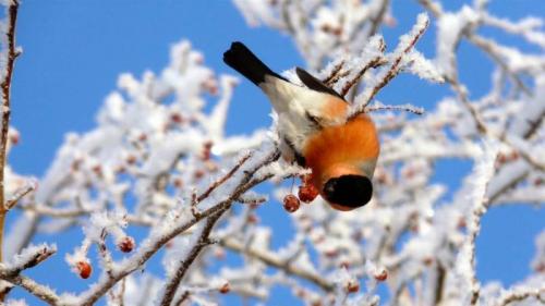 Приметы на 18 февраля. Народные названия и традиции дня 03 Приметы на 18 февраля. Народные названия и традиции дня 03