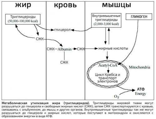 Таблица сжигания калорий при физических упражнениях. Сжигание калорий при физических нагрузках. Таблица расхода в час