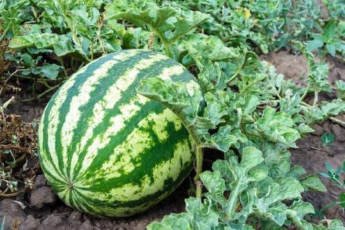 Арбуз когда можно есть. Красный и без нитратов: как выбрать арбуз в июле 2022 года – 5 важных советов