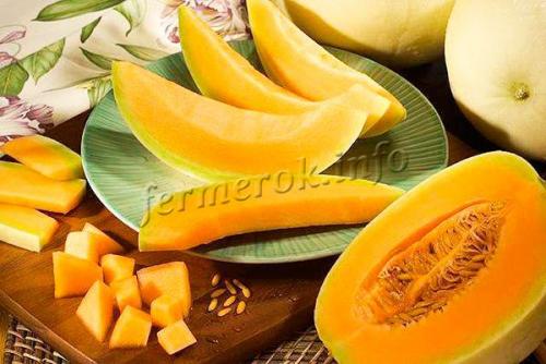 Дыня галия калорийность. Калорийность дыни и полезные свойства