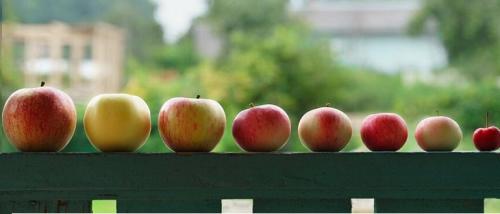 Сколько весит яблоко. Средний вес одного яблока и сколько штук в одном килограмме