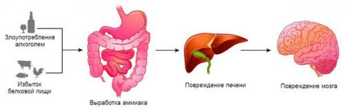 Функции печени в нормализации избыточного веса. Диагностика ожирения печени 01