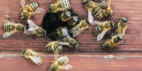 Здоровое питание: сколько калорий в чайной и столовой ложке меда 03 Здоровое питание: сколько калорий в чайной и столовой ложке меда 03