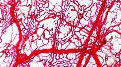 Как вести половую жизнь при простатите. Застойные процессы в малом тазу