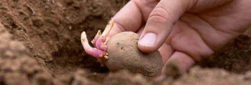 Какие особенности культивирования картофеля. Посадка картофеля: сроки и методы