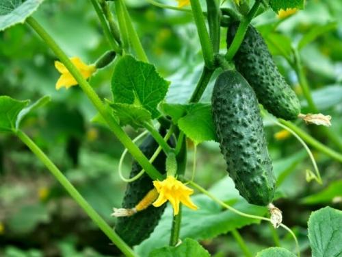 Сколько калорий в огурце с солью. Огурец свежий/соленый. Калорийность на 100 грамм, белки-жиры-углеводы, польза, как употреблять