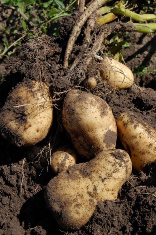 Картофель: фактор ли он в набор веса 02 Картофель: фактор ли он в набор веса 02