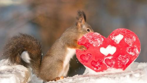 Приметы на 14 февраля. Приметы на День всех влюбленных 14 февраля