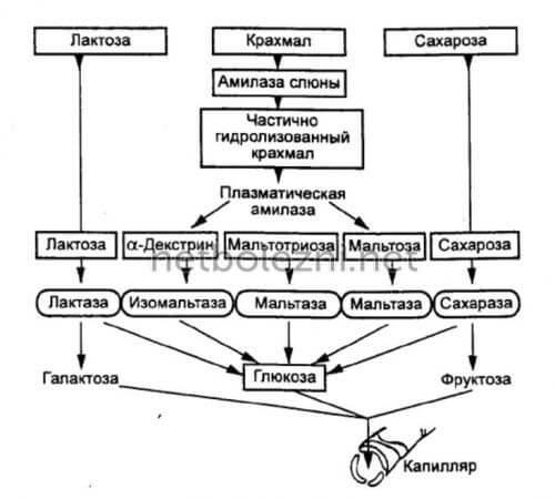 Низкоуглеводная диета: меню на месяц. Углеводы в питании при ИНСД