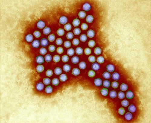 Когда появится вакцина против коронавируса? Как создают вакцину от коронавируса?